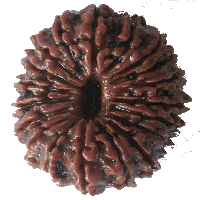 21 mukhi Rudraksha
